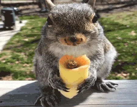 Squirrel eating