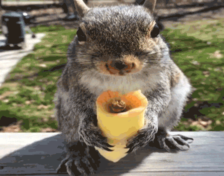 Squirrel eating